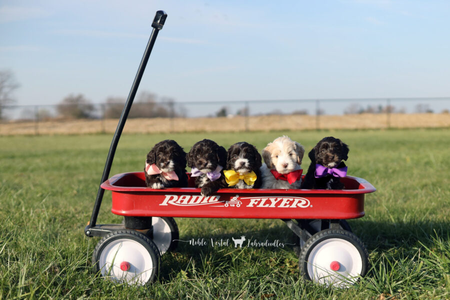 miniature chocolate Australian Labradoodle puppies from our 2025 litter, bred for health, temperament, and hypoallergenic fleece coats six week old miniature chocolate Australian Labradoodle puppies