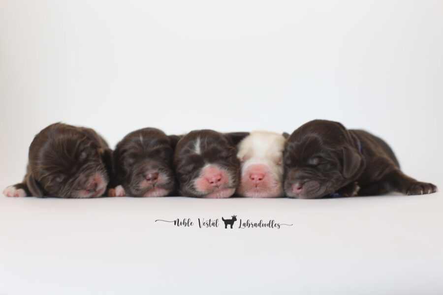 miniature chocolate Australian Labradoodle puppies from our 2025 litter, bred for health, temperament, and hypoallergenic fleece coats newborn miniature chocolate Australian Labradoodle puppies