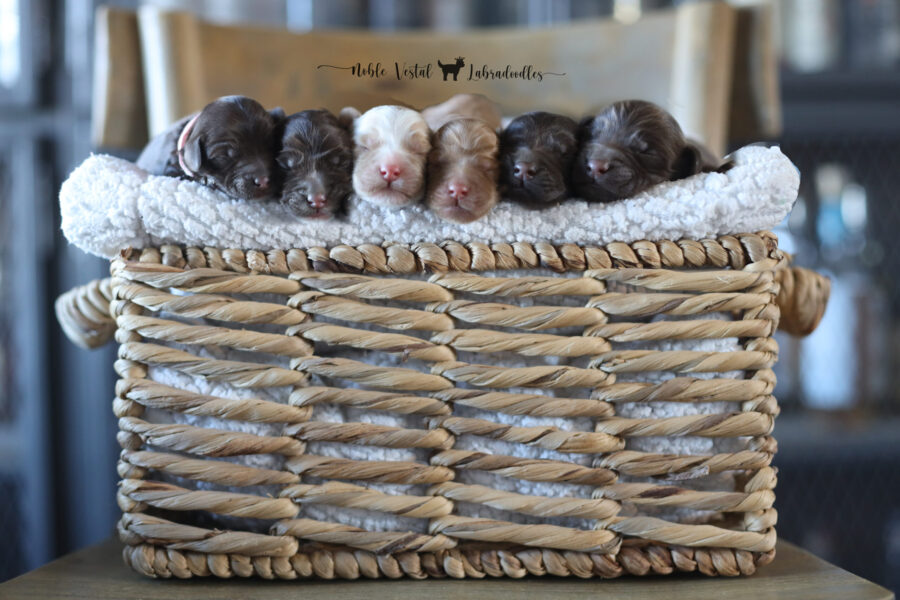 new born chocolate and red puppies miniature australian labradoodle puppies going home in February