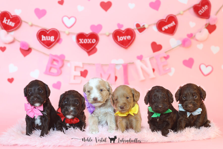 Week 4 chocolate and red puppies miniature australian labradoodle puppies going home in February