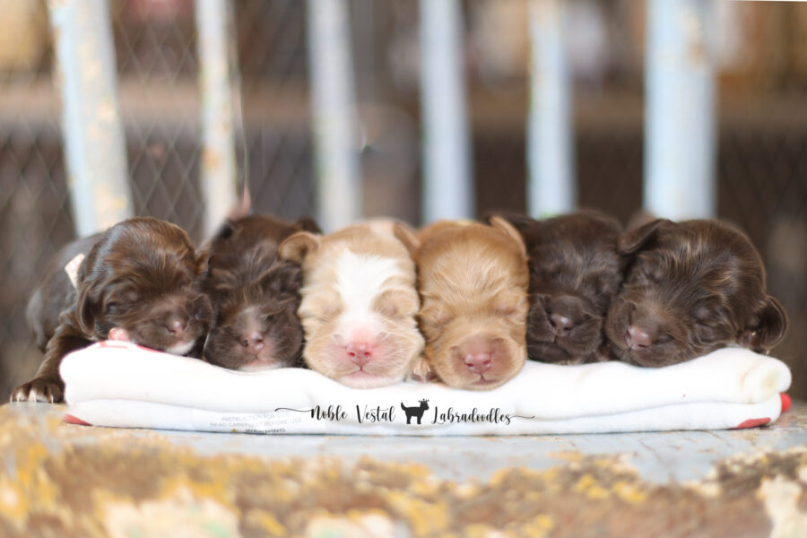 Week 1 chocolate and red puppies miniature australian labradoodle puppies going home in February