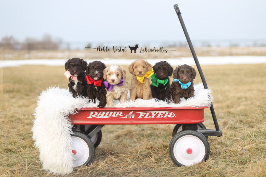 miniature australian labradoodle puppies going home in February