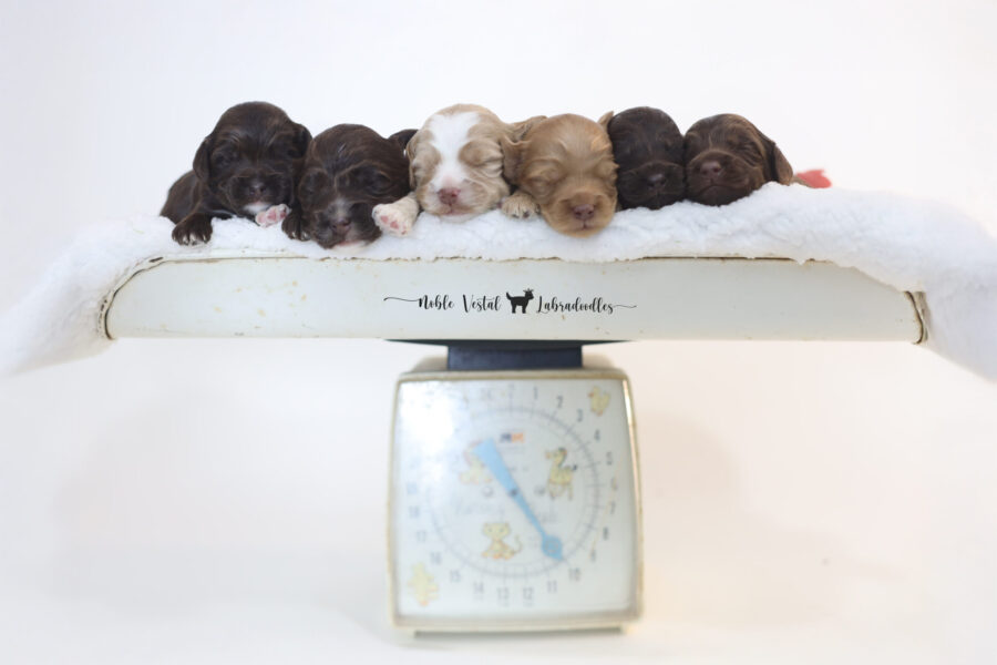 Week 2 chocolate and red puppies miniature australian labradoodle puppies going home in February