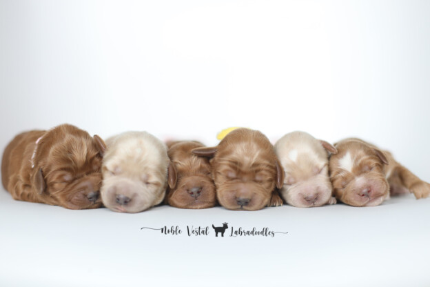 Newborn Medium Red Australian Labradoodle Puppies