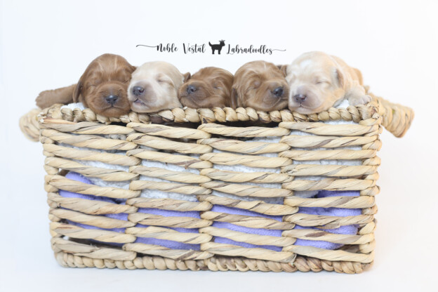One Week Old Medium Red Australian Labradoodle Puppies