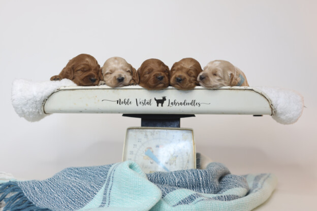 Two Weeks Old Medium Red Australian Labradoodle Puppies