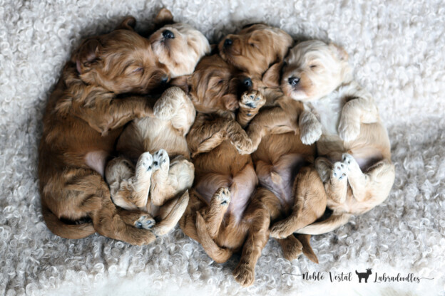 Three Weeks Old Medium Red Australian Labradoodle Puppies