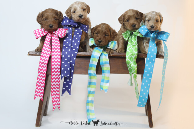Four Weeks Old Medium Red Australian Labradoodle Puppies
