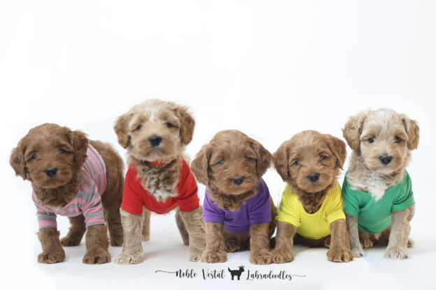 Five Weeks Old Medium Red Australian Labradoodle Puppies