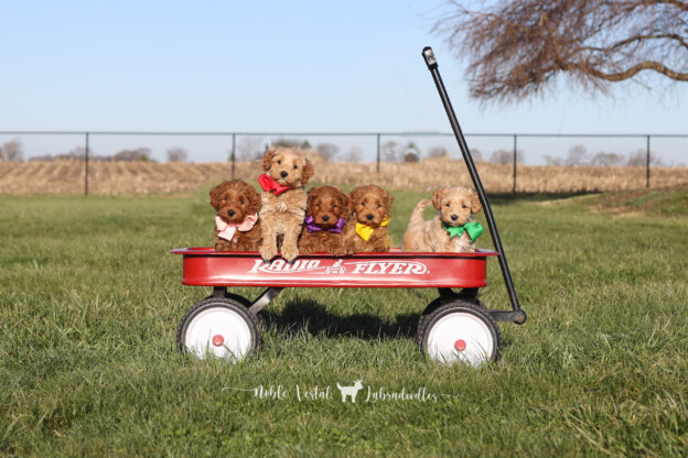six Weeks Old Medium Red Australian Labradoodle Puppies